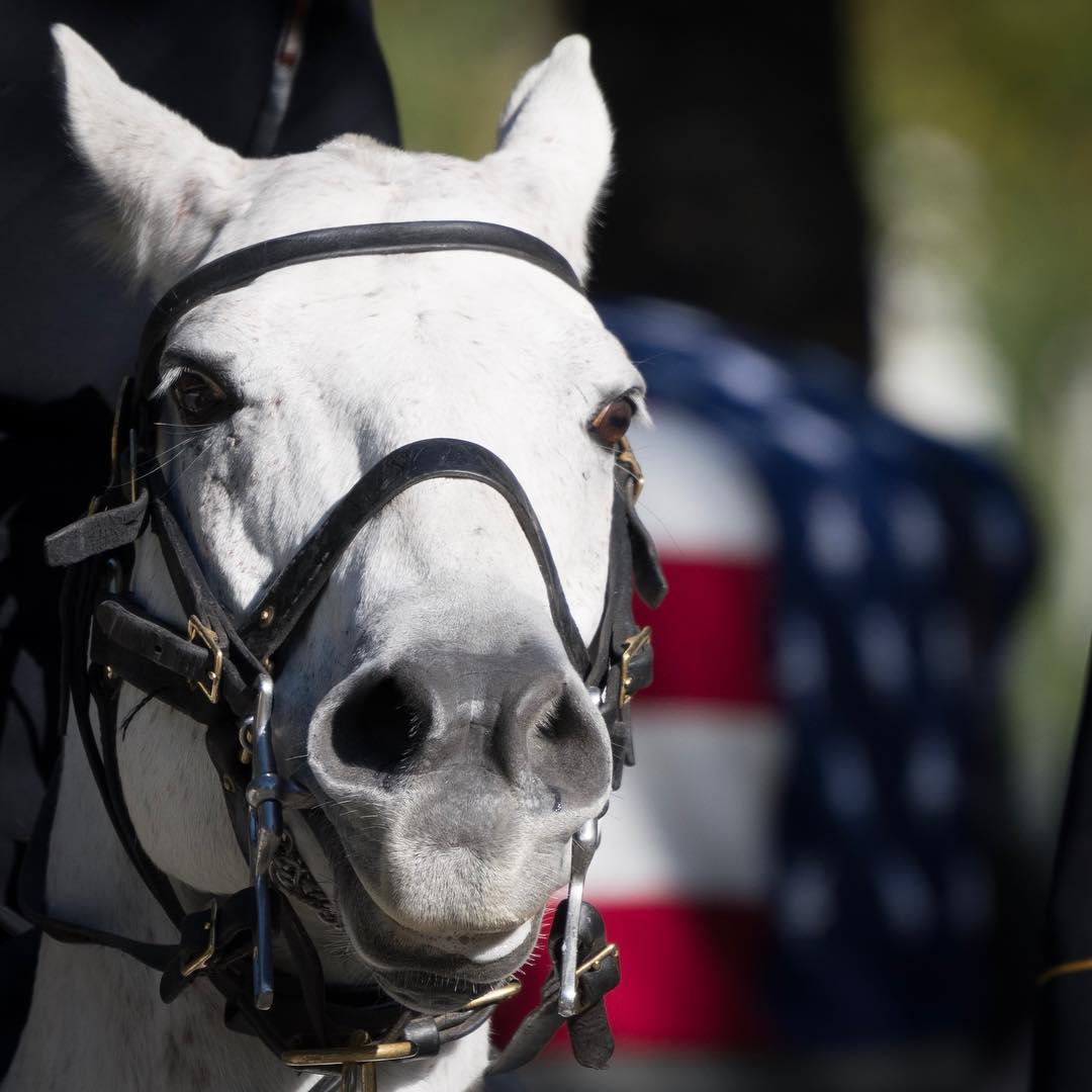 At Lincoln Drive with the @usarmyoldguard platoon 
#Arlington⠀
#ArlingtonMedia⠀
#ArlingtonCemetery⠀
#ArlingtonNationalCemetery⠀