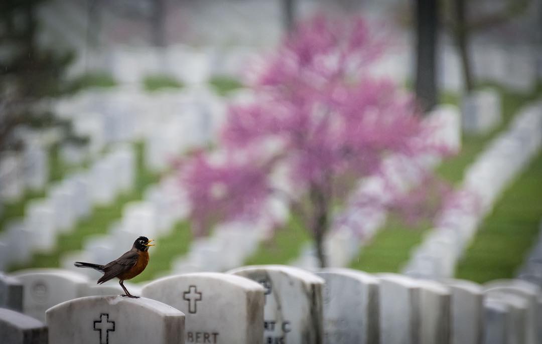 April Showers 
#Arlington⠀
#ArlingtonMedia⠀
#ArlingtonCemetery⠀
#ArlingtonNationalCemetery⠀