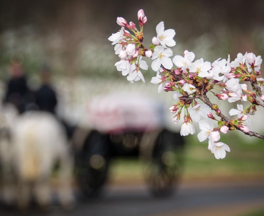 At Patton Circle with the @CaissonPlatoon. The Cherry Blossoms are blooming at Arlington National Cemetery. @arlingtonnatl 
#Arlington⠀
#ArlingtonMedia⠀
#ArlingtonCemetery⠀
#ArlingtonNationalCemetery⠀