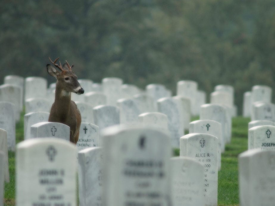 Arlington national cemetery | Arlington media, inc.