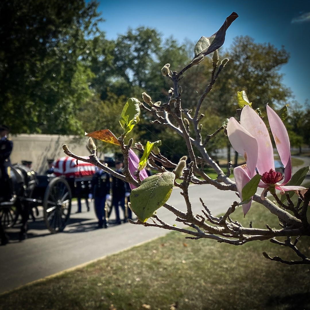Recently identified remains of a US military service member who died in World War 2 arrive in section 60 for burial with Full Military Honors. 
#Arlington⠀
#ArlingtonMedia⠀
#ArlingtonCemetery⠀
#ArlingtonNationalCemetery⠀