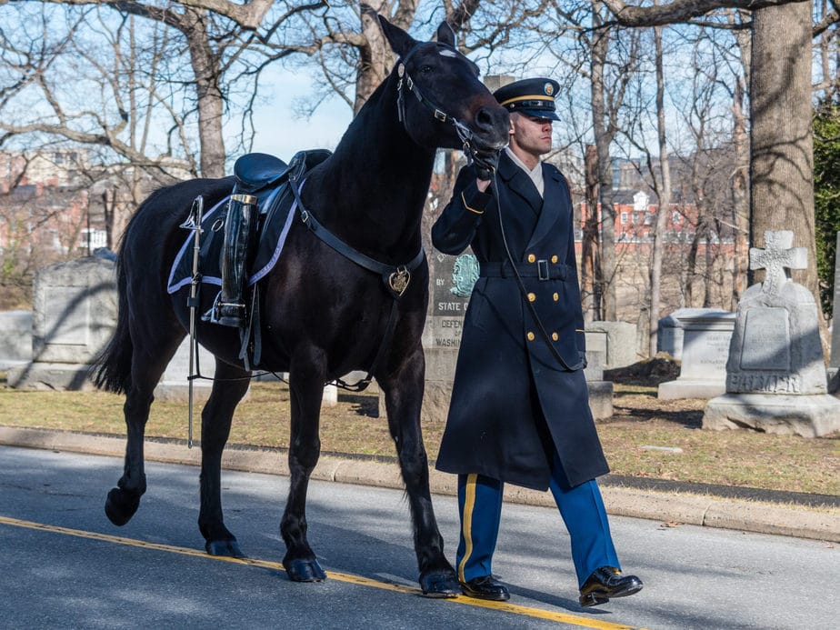 A Caparisoned Horse | Arlington full honors funerals | arlington cemetery man with horse | Arlington media, inc.