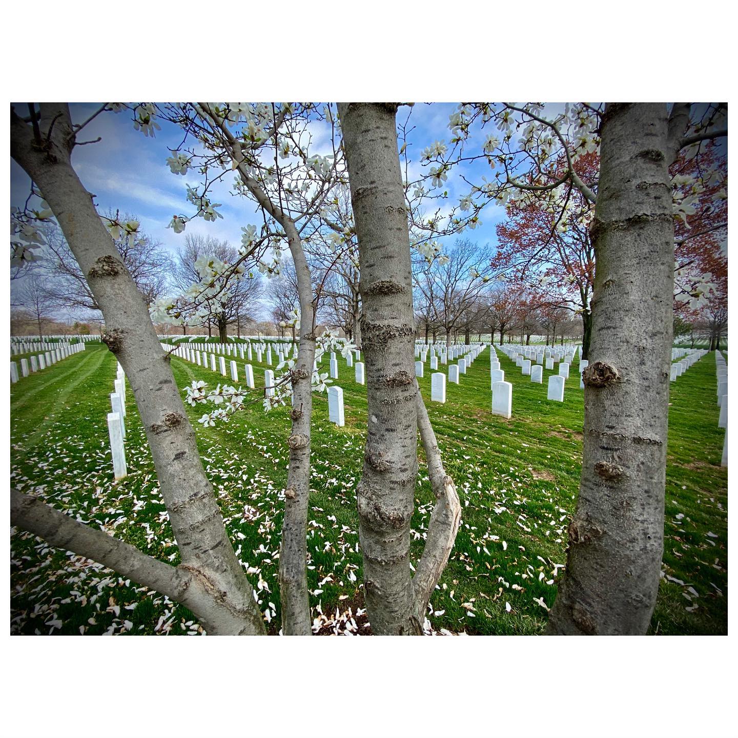 Spring in Section 67 
#Arlington⠀
#ArlingtonMedia⠀
#ArlingtonCemetery⠀
#ArlingtonNationalCemetery⠀