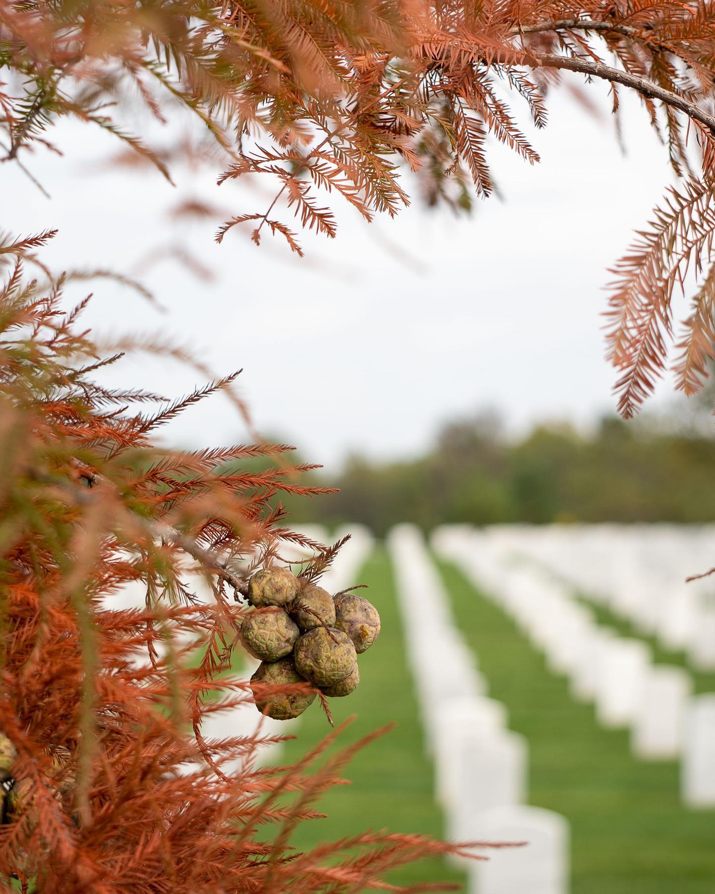 The grounds of Arlington National Cemetery feature 142 Memorial Trees, which serve as living memorials that commemorate military units and battles, veterans, families and others who serve. 

Many were dedicated by U.S. presidents, visiting dignitaries or representatives from service organizations. Thirty-six are Medal of Honor trees, each a descendent of a historic tree.

Arlington National Cemetery is home to an extremely diverse and significant collection of trees and landscapes. Its more than 9,600 trees include over 300 varieties and species, both native to the area and exotic. Some of the cemetery’s oldest trees, at nearly 250 years old, pre-date the first burials.

The purpose of the Memorial Arboretum at ANC is to research, document and interpret the stories behind the cemetery's trees and landscapes.

- Arlington National Cemetery, Arlington, Virginia