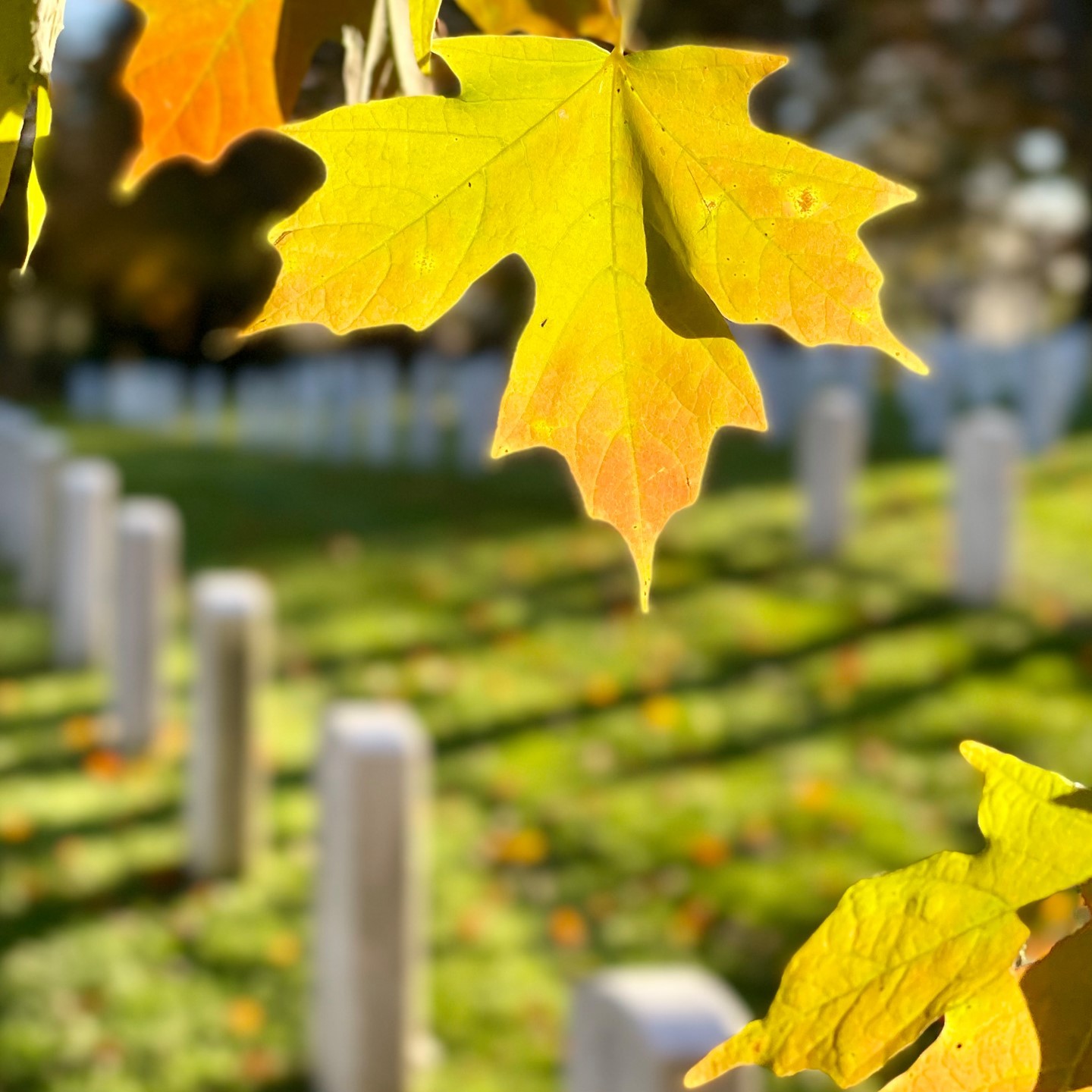 Arlington National Cemetery is home to many famous trees.  They maintain an arboretum that is cared for throughout the cemetery.

In Section 46, near gravesite 1379 is the Washington Crossing Sycamore Maple.

The Washington Crossing Sycamore Maple witnessed George Washington’s famous Delaware River crossing in 1776 and now lives on the grounds of Arlington National Cemetery.