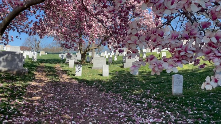 Between services this morning in section 3 of Arlington Cemetery