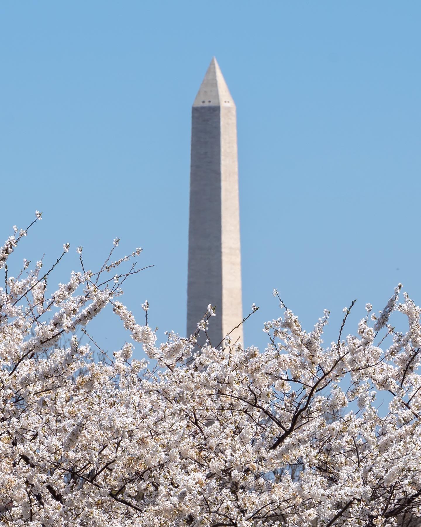 The Cherry Blossoms are out in all their splendor at Arlington National Cemetery, blanketing these hallowed grounds with their pinky blossoms.