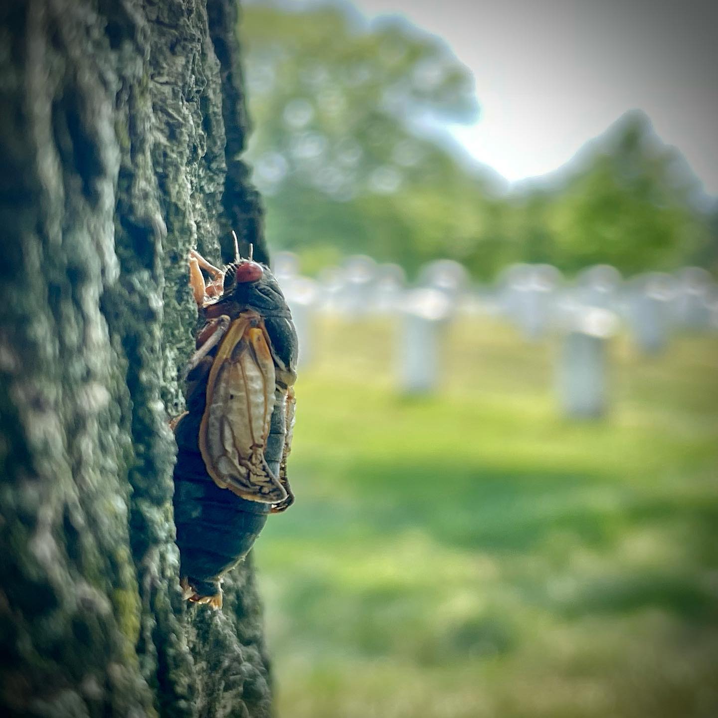 Six services today, four with live web streaming, two with flyovers, and all with millions of cicadas starting to climb up the trees.