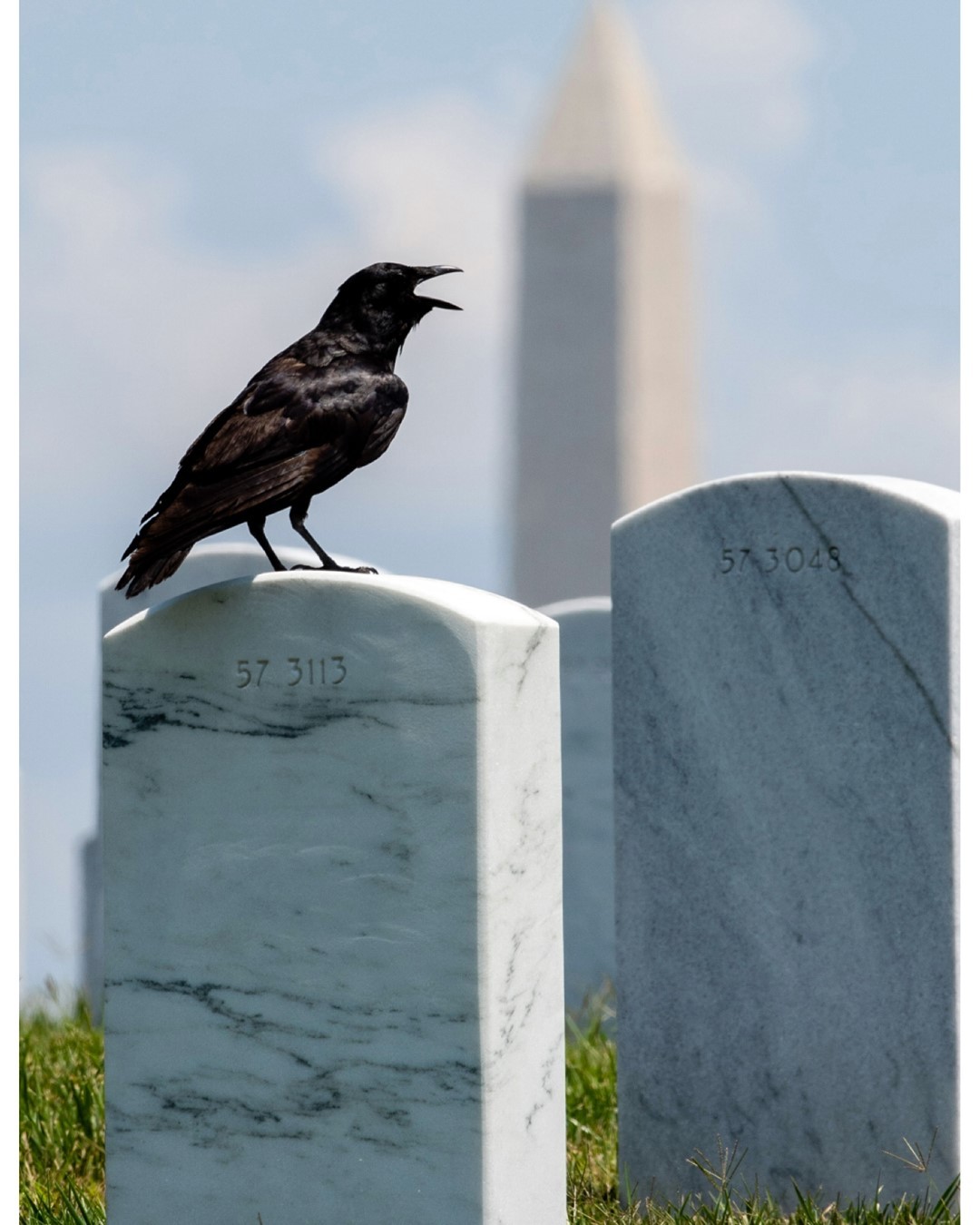 A crow perches on a headstone in Section 57 of Arlington National Cemetery overlooking the Washington Monument.

The crow represents change or transformation. It is a symbol of much more than that, and it refers more to a spiritual or emotional change. These intelligent birds give us valuable insight into situations around us and help us adapt as needed.

Captured on a service by @arlington.media