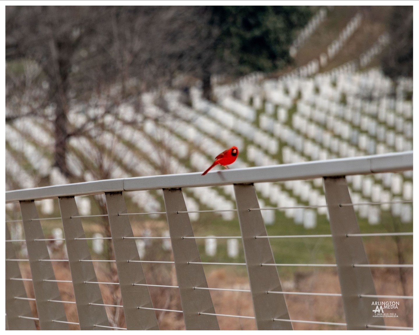 A cardinal perches atop the railing of the Millennium Project Section overlooking Section 28 of Arlington National Cemetery.

Section 28 is home to Memorial Tree which is the Vietnam Memorial Tree, titled, "No Greater Love". No Greater Love is a Red Maple (Acer rubrum) native to the United States and covers this section with its beautiful leaves each fall.

The grounds of Arlington National Cemetery feature 142 Memorial Trees, which serve as living memorials that commemorate military units and battles, veterans, families and others who serve. Many were dedicated by U.S. presidents, visiting dignitaries or representatives from service organizations. Thirty-six are Medal of Honor trees, each a descendent of a historic tree.
