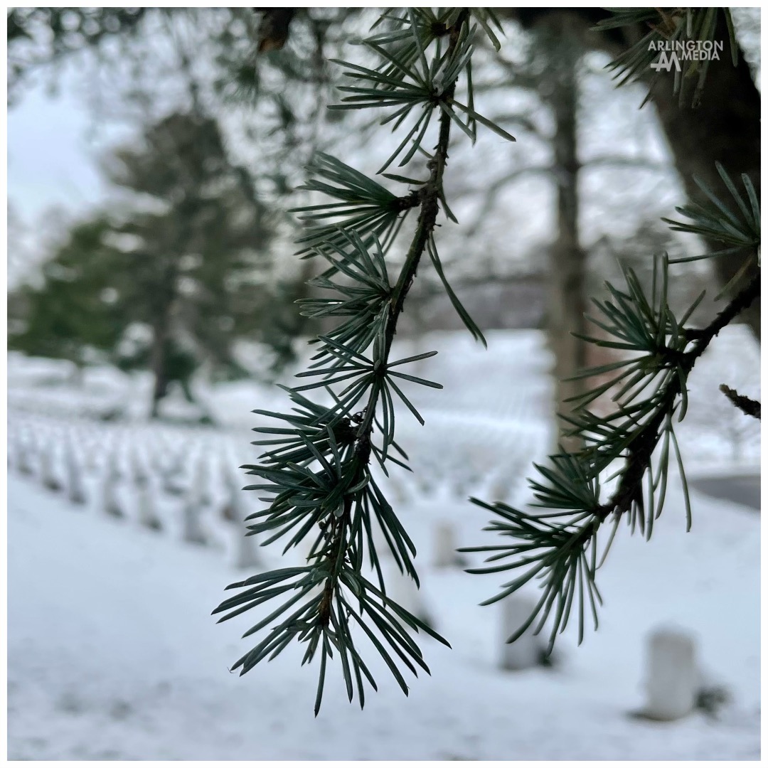 A snow-covered view of Arlington National Cemetery can be seen through the pine trees as captured this past week by our @arlingtonmedia team while in the cemetery.

Please visit our website at: https://www.arlington.media/

Call toll free at 1 (800) 852-7015

or send us a personal email at contact@arlington.media

to find out more about having us capture your loved one's today.  It would be our honor to talk with you further and answer any questions you might have.

PC: @arlingtonmedia