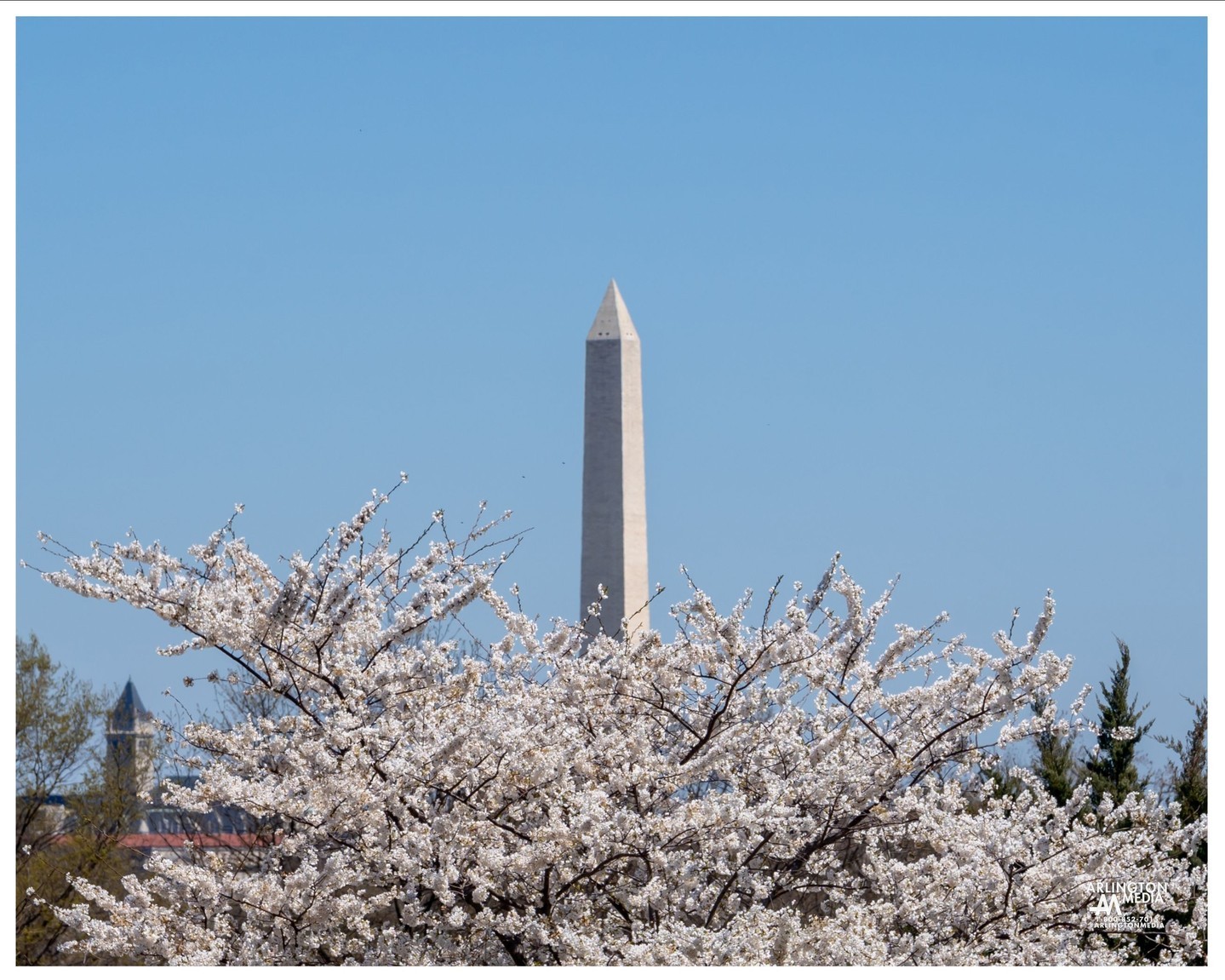 A view of The Washington Monument from Arlington National Cemetery during Cherry Blossom season here in the Northern Virginia/DC Region.

PC: @arlingtonmedia