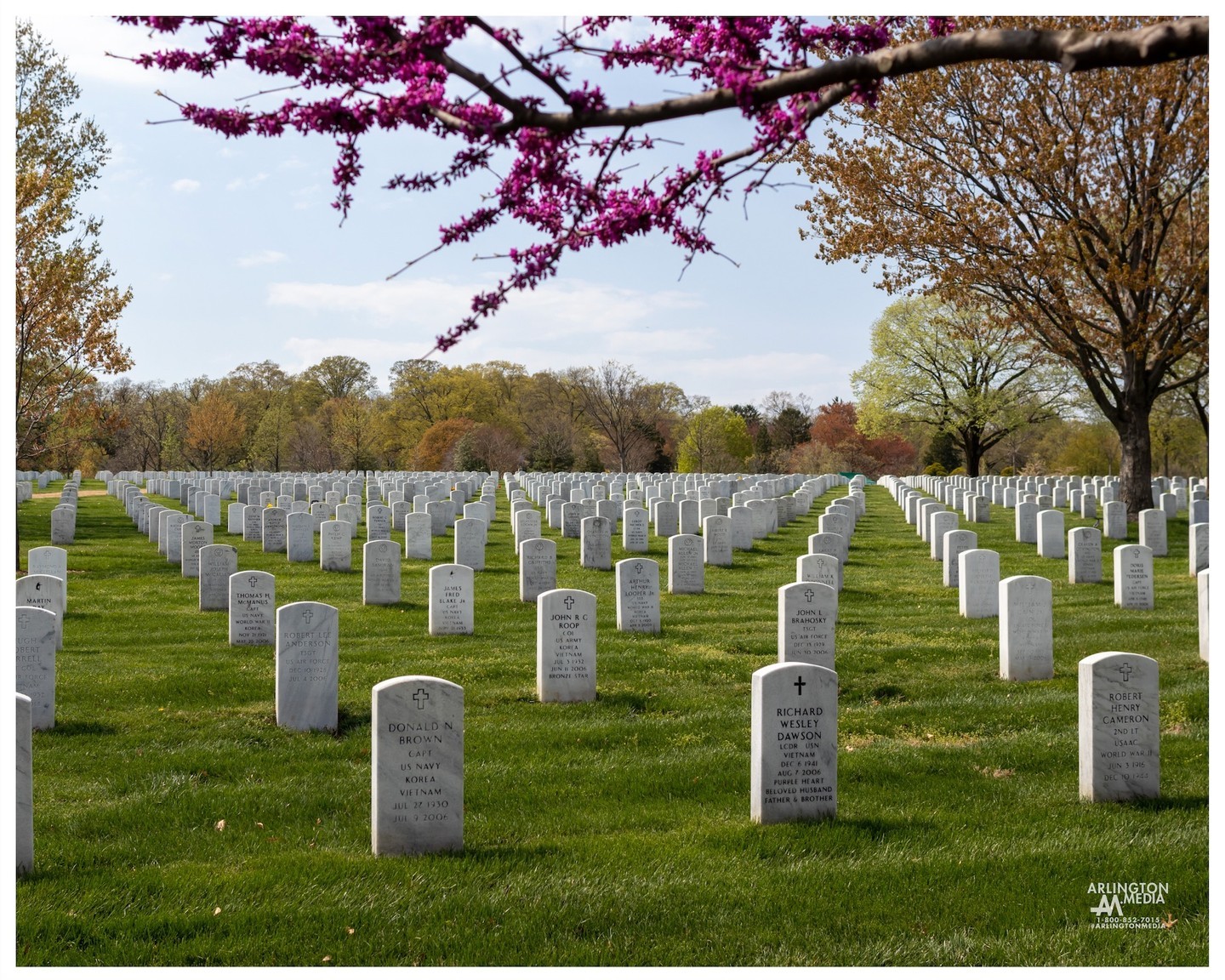 Redbud blossoms appear over Section 66 of Arlington National Cemetery.